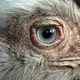 Image for article titled One Way That Bird Brains Could Be Superior to Mammal Brains